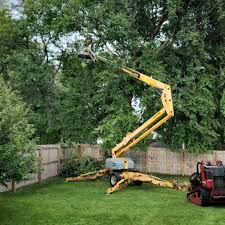 Reliable Paris, IL Tree Care Solutions