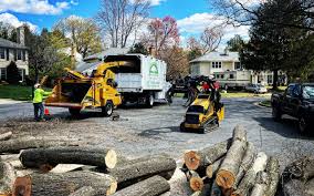 Best Tree and Shrub Care  in Paris, IL