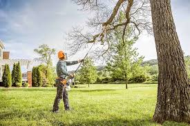 Best Tree Health Inspection  in Paris, IL