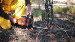 Best Tree Maintenance Programs  in Paris, IL