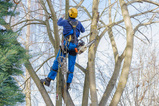 Best Tree Preservation Services  in Paris, IL