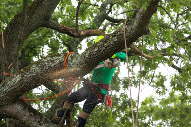 Best Seasonal Cleanup (Spring/Fall)  in Paris, IL