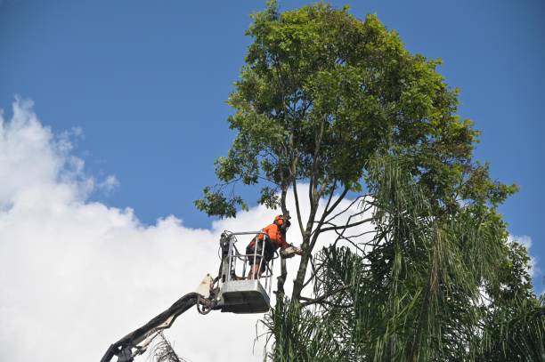 Best Hedge Trimming  in Paris, IL