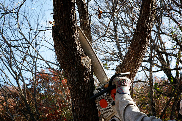 Best Tree Disease Treatment  in Paris, IL