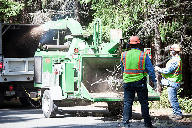 How Our Tree Care Process Works  in  Paris, IL