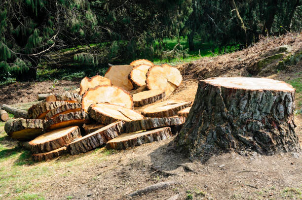 Best Firewood Processing and Delivery  in Paris, IL